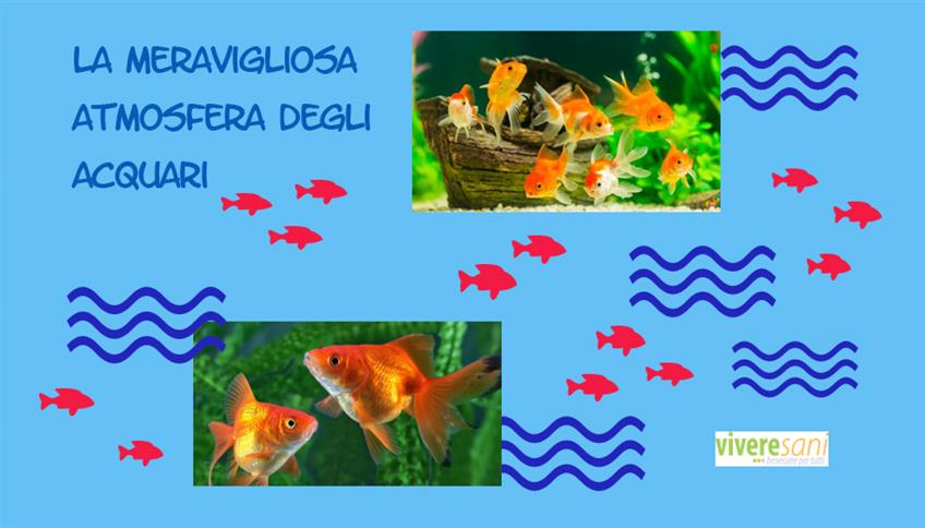 Gli acquari non sono soprammobili Gli acquari non sono soprammobili